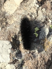 Hypercompe permaculata