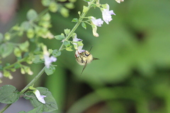 Bombus picipes