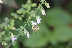 Bombus picipes