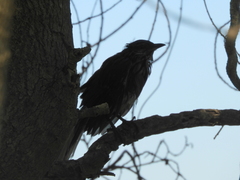 Mimus saturninus