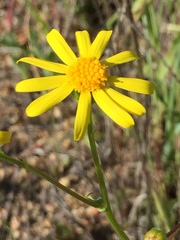 Senecio californicus