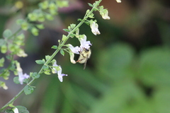 Bombus picipes