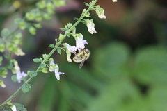 Bombus picipes