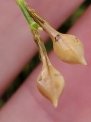 Carlowrightia linearifolia