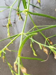 Carlowrightia linearifolia