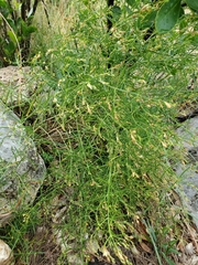 Carlowrightia linearifolia