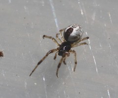 Theridion theridioides