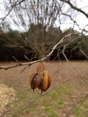 Styracaceae