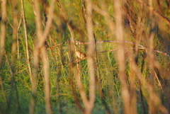 Cistothorus palustris