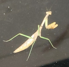 Stagmomantis carolina