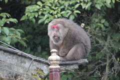 Macaca thibetana