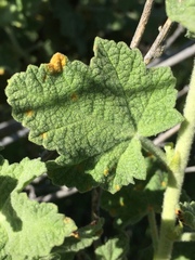 Malacothamnus aboriginum