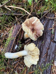 Russula sapinea