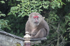 Macaca thibetana
