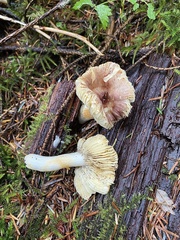 Russula sapinea