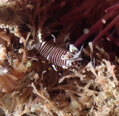 Gnathophyllum americanum