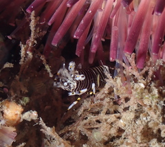 Gnathophyllum americanum