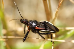 Apiomerus californicus