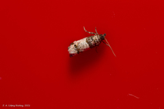 Notocelia incarnatana