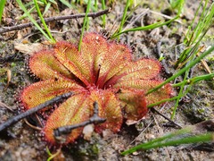 Drosera rosulata