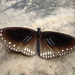 Double-branded Crow Butterfly - Photo (c) Cheongweei Gan, some rights reserved (CC BY), uploaded by Cheongweei Gan