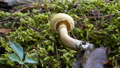 Suillus intermedius