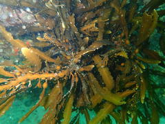 Anthophycus longifolius