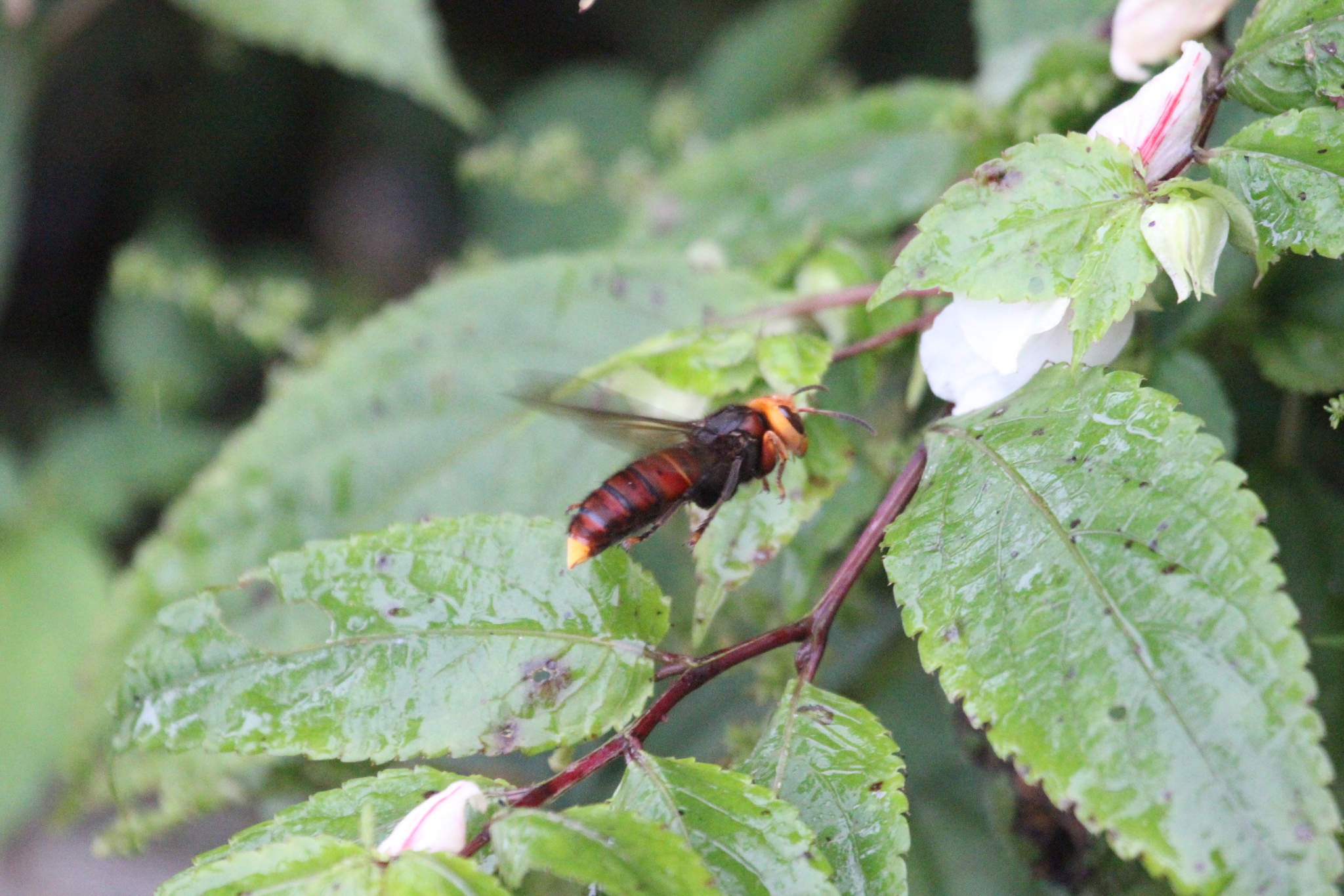 Vespa fumida · iNaturalist