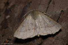 Crocallis dardoinaria