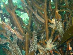 Anthophycus longifolius