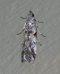 Olybria aliculella
