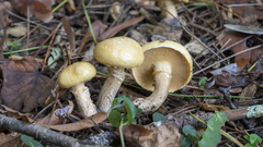 Suillus intermedius