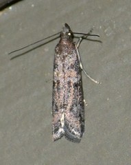 Olybria aliculella