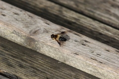 Eristalis himalayensis