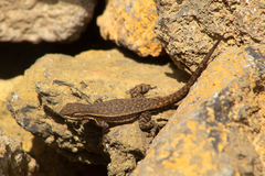 Sceloporus megalepidurus