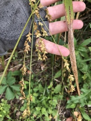 Diarrhena obovata