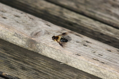 Eristalis himalayensis