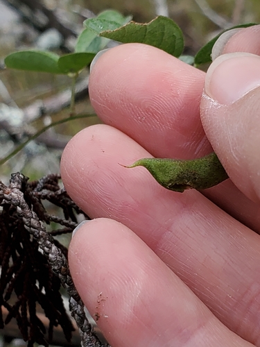 Image of Galactia texana by (c) Jo Roberts, some rights reserved (CC BY)