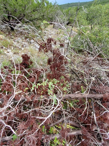 Image of Galactia texana by (c) Jo Roberts, some rights reserved (CC BY)