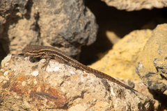 Sceloporus megalepidurus