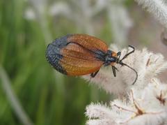Lycus palliatus