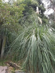 Cortaderia nitida