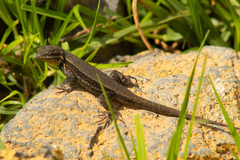 Sceloporus megalepidurus