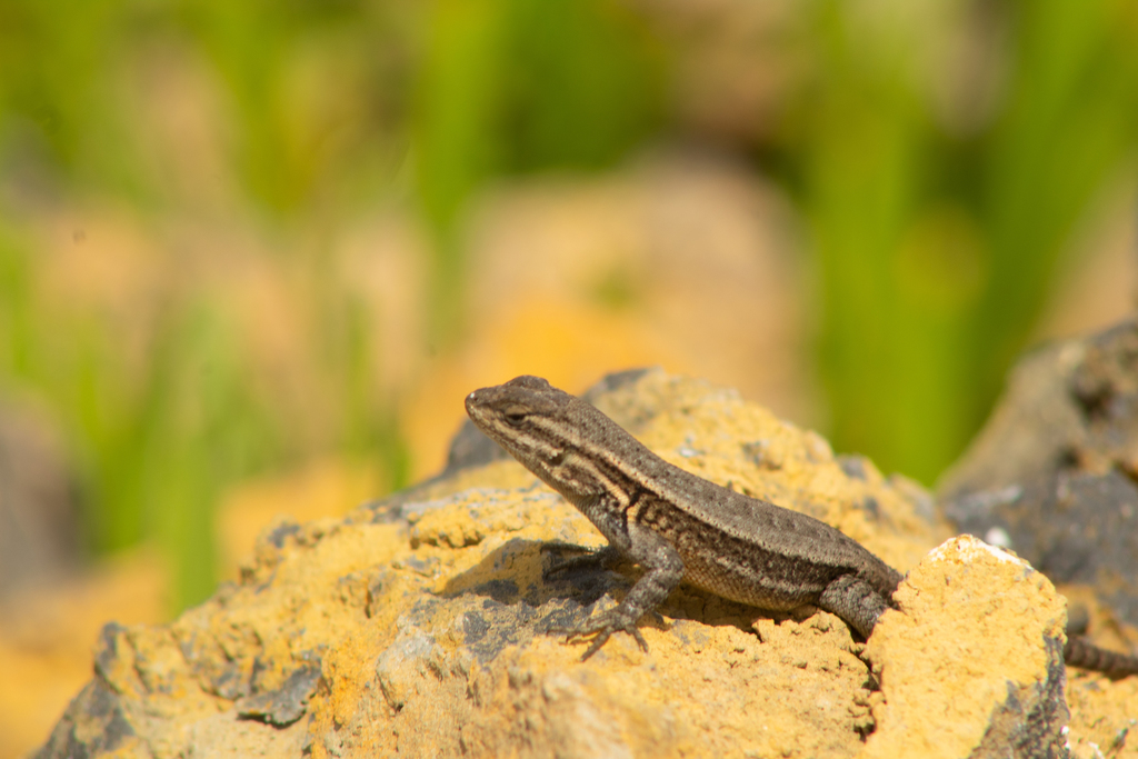 Cursorial Spiny Lizard