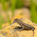 Dull Cursorial Spiny Lizard - Photo (c) Pedro E. Nahuat-Cervera, some rights reserved (CC BY-NC), uploaded by Pedro E. Nahuat-Cervera