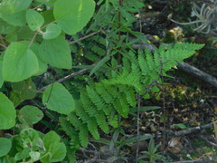 Myriopteris notholaenoides