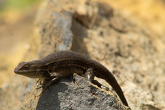 Sceloporus megalepidurus