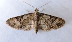 Eupithecia edna