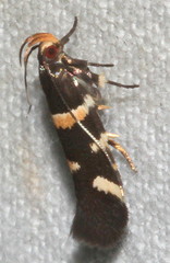 Macrobathra alternatella
