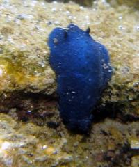 Doriopsis granulosa